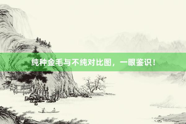 纯种金毛与不纯对比图，一眼鉴识！
